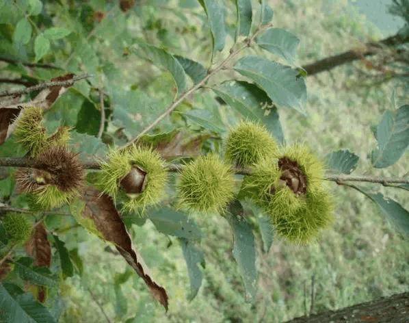 茅栗