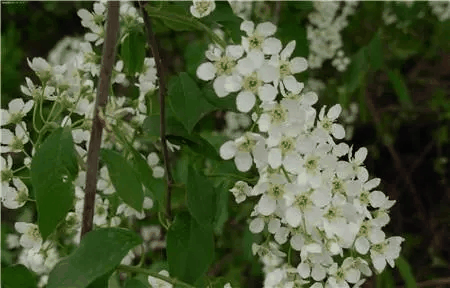 晚花稠李