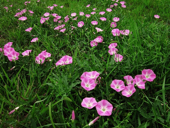 田旋花