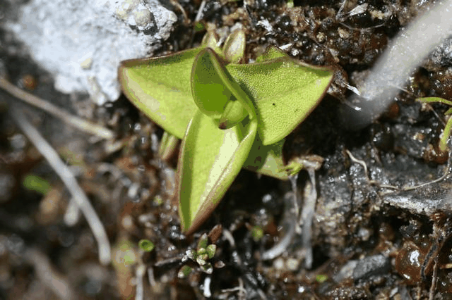 高山捕虫堇