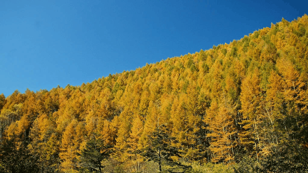 欧洲落叶松