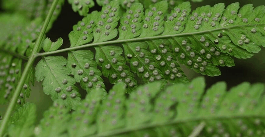 卵叶铁角蕨