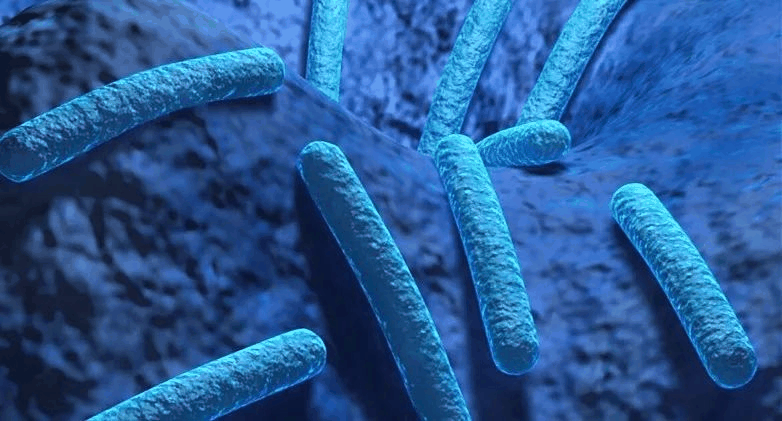 凝结芽孢杆菌