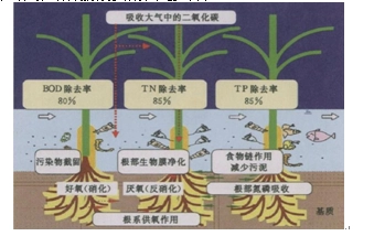 基质 (生物生活环境)