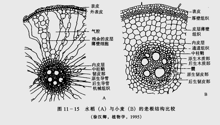 植物组织蛋白