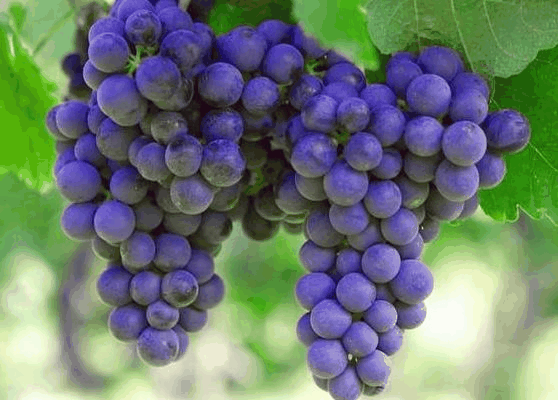 葡萄 (物种)