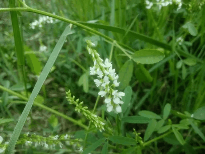 白花草木樨