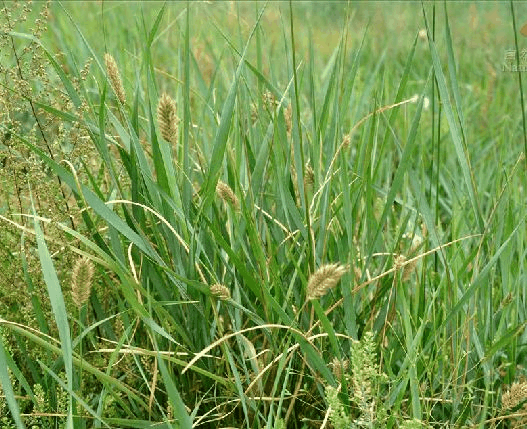 沙生冰草