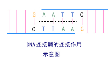 DNA连接酶