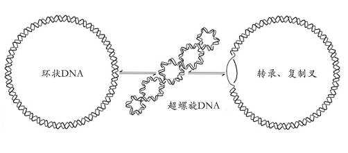 DNA超螺旋