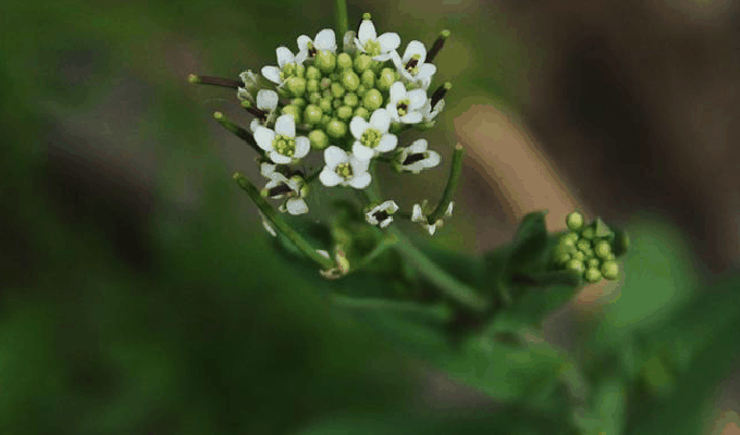 盐芥属