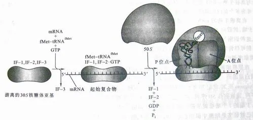 真核起始因子