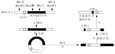 帽分析基因表达