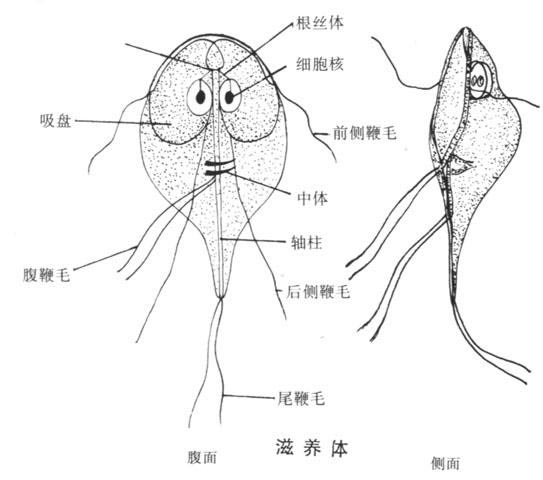 鞭毛虫