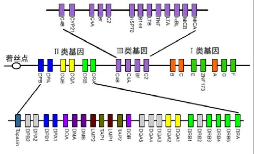 基因座