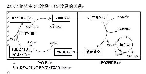 光合作用的演化