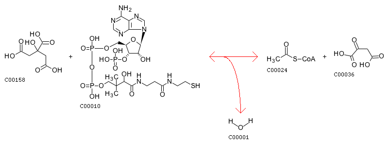 柠檬酸合成酶