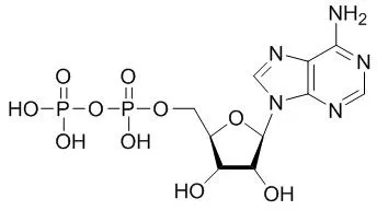 二磷酸腺苷核糖基化