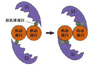 肌动蛋白结合蛋白