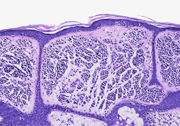 组织 (生物学)