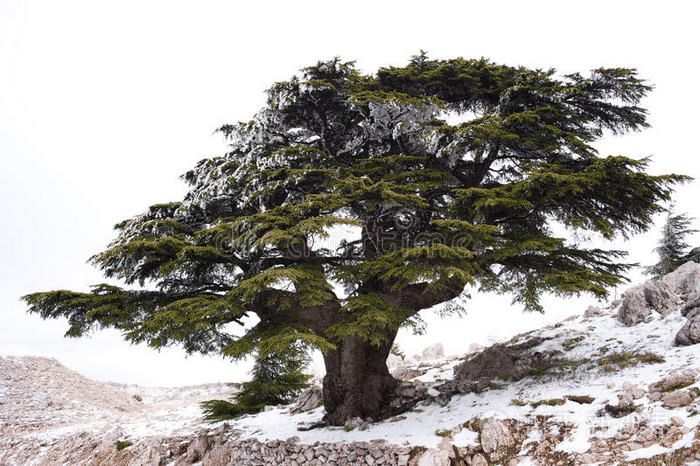 黎巴嫩雪松