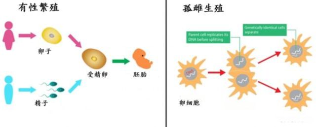 雌核发育