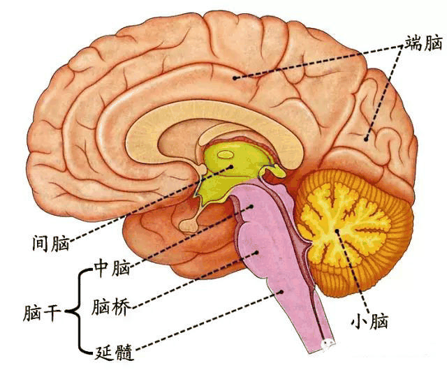 中枢神经系统