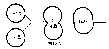 细胞融合