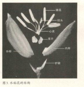 颖壳