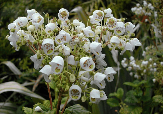 茶杯花属