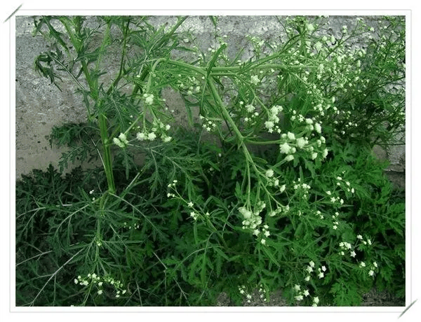 银胶菊属