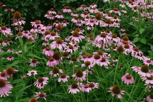 黄花松果菊