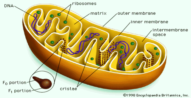 生物形态学