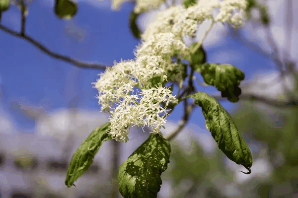 真双子叶开花植物