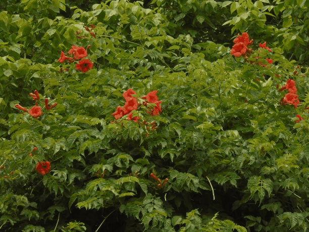 植物群