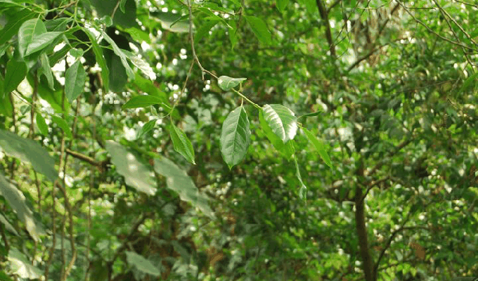 柴龙树属