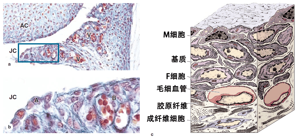 组织学