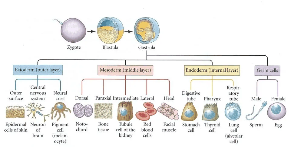 发育生物学