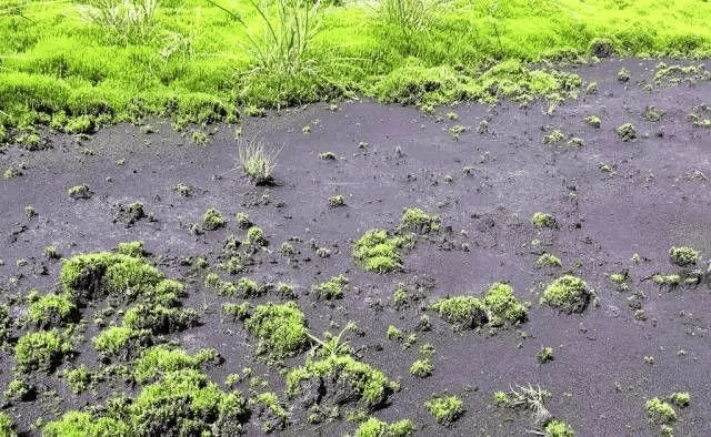酸性泥炭沼泽
