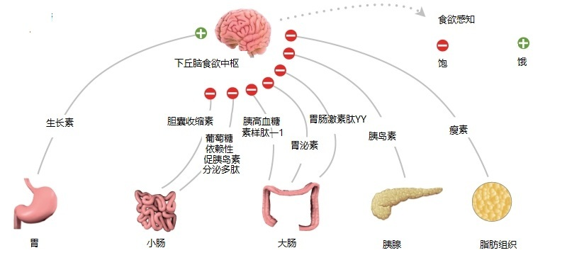 饥饿素