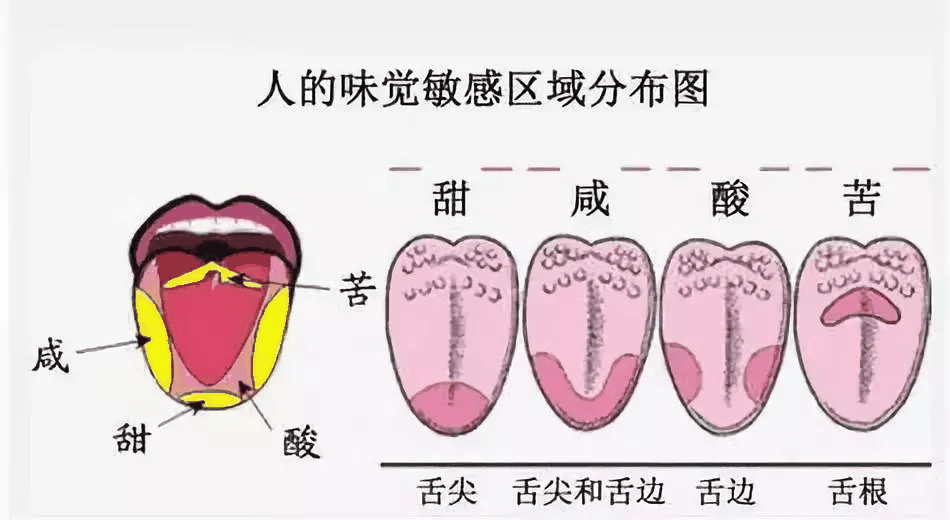 味觉