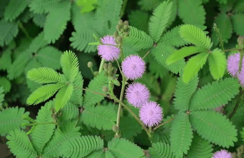 含羞草