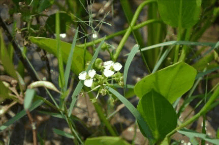 草泽泻