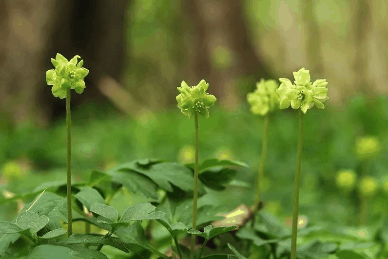 五福花