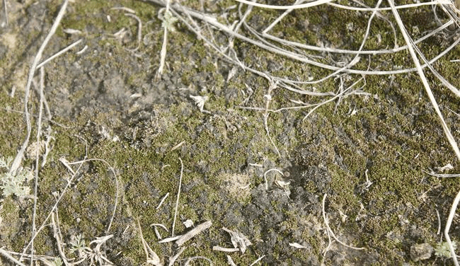 生物土壤结皮