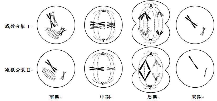 简略减数分裂