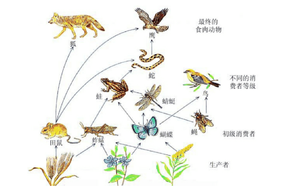 生物复杂性的演变