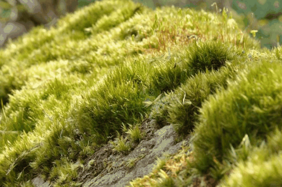 岩石自养生物