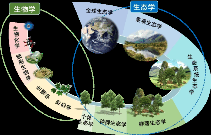 泛化种与特化种