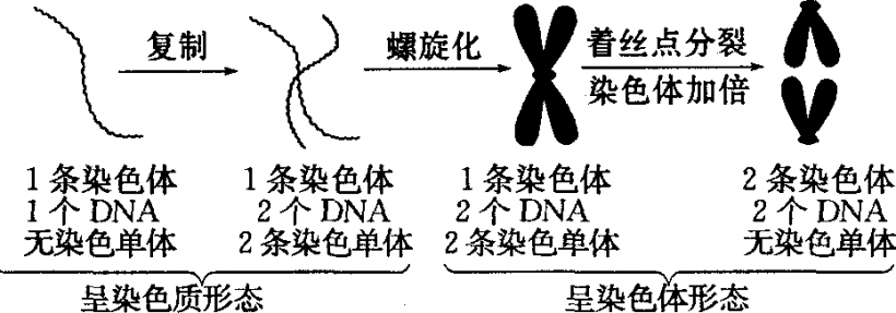 体细胞中的同源染色体配对